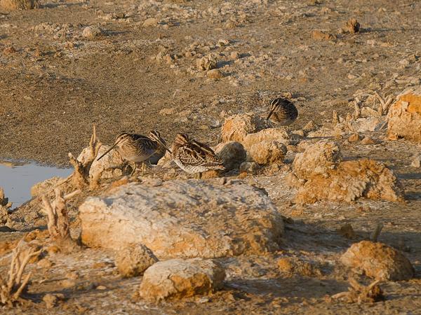 Common snipe (Gallinago gallinago)